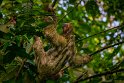 117 Rio Celeste, drievingerige luiaard